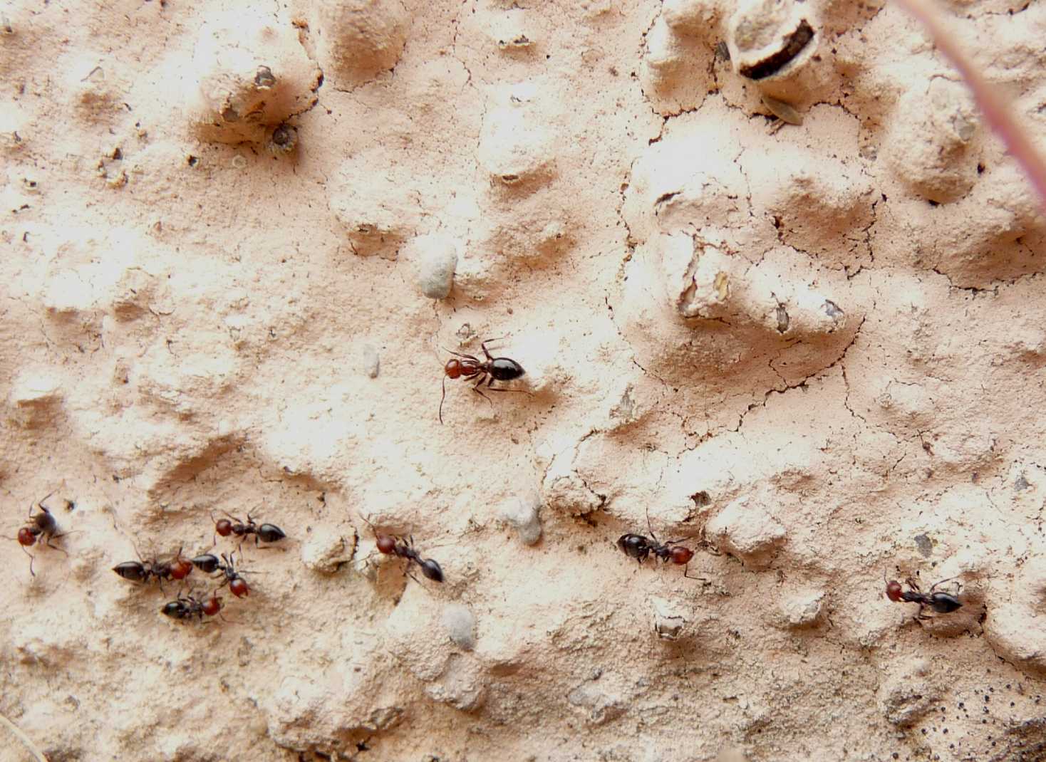 Camponotus lateralis